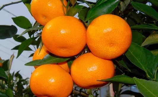 柑橘
